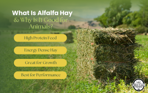What Is Alfalfa Hay Infographic