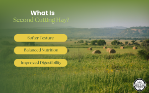 What Is Second Cutting Hay? Infographic