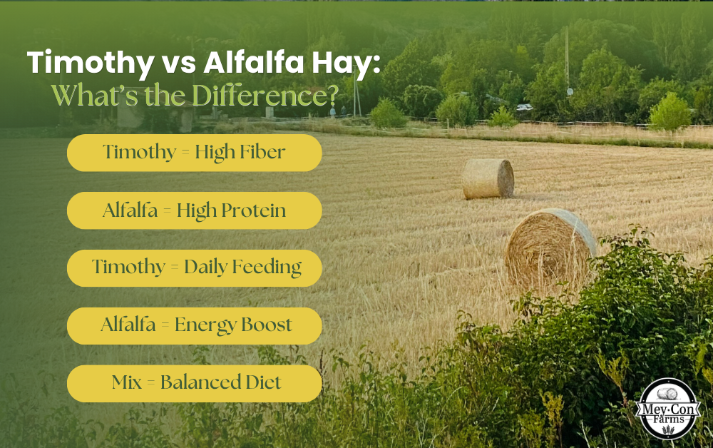 Timothy vs Alfalfa Hay: What's the Difference Infographic