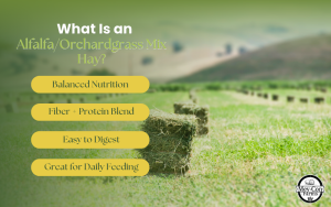 What Is an Alfalfa/Orchardgrass Mix? Infographic
