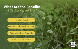 What Are the Benefits of Orchardgrass Hay? Infographic
