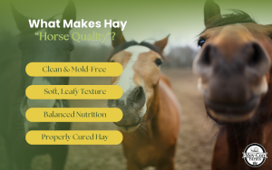 What Makes Hay “Horse Quality”? Infographic
