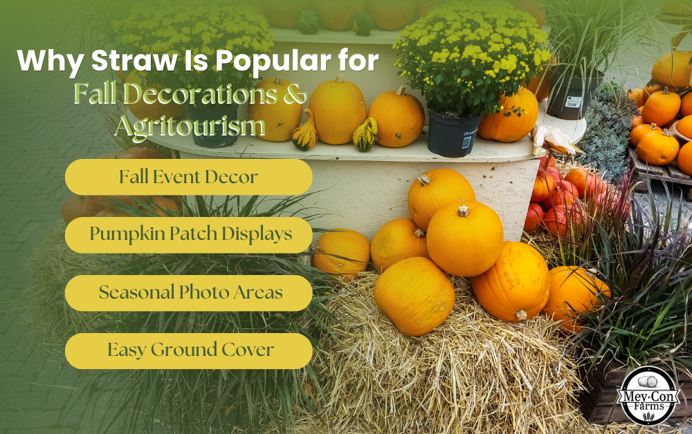 Why Straw Is Popular for Fall Decorations and Agritourism Infographic