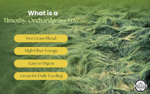 What Is a Timothy/Orchardgrass Mix? Infographic